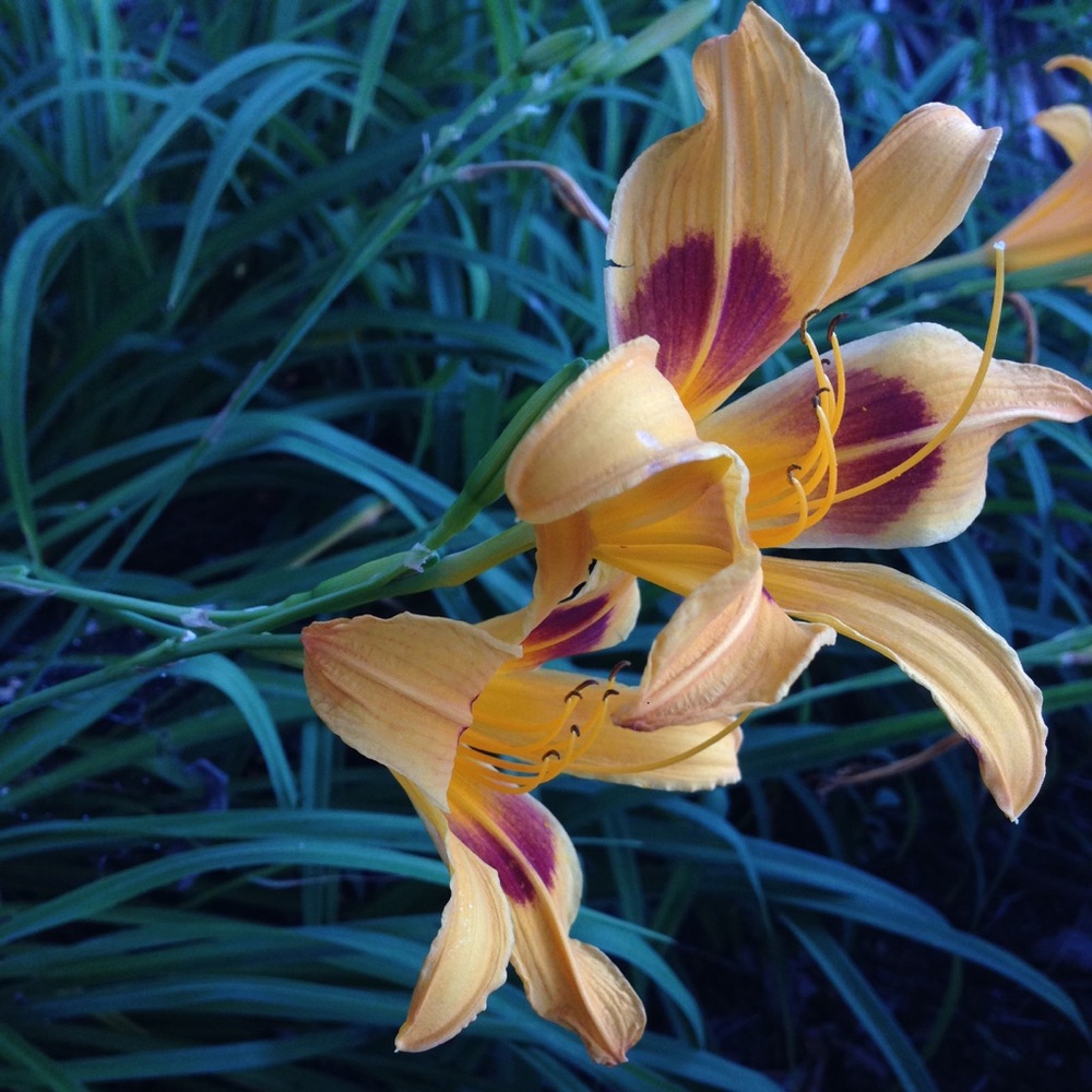 Meet your Posher, Ollie